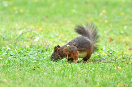Cute nature cheeky