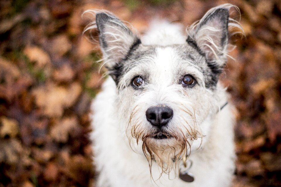 Canine cute pet
