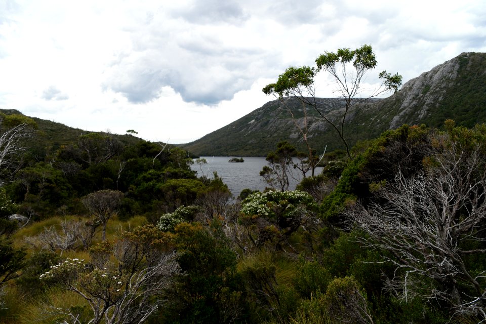 Dove Lake Circuit Walking Track, Cradle Mountain - Lake St Clair National Park 40
