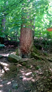 Douglasie (Höchster Baum im Odenwald) 04