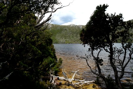 Dove Lake Circuit Walking Track, Cradle Mountain - Lake St Clair National Park 61