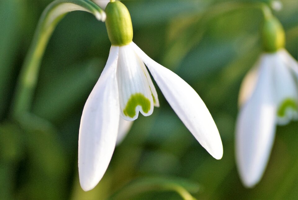 Flower alone tender