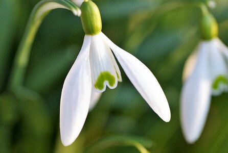 Flower alone tender photo