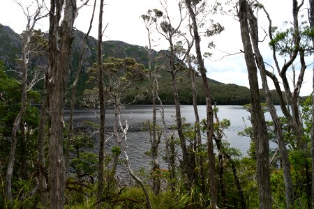 Dove Lake Circuit Walking Track, Cradle Mountain - Lake St Clair National Park 21