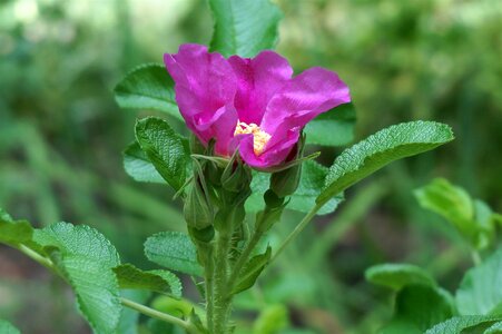 Blossom bloom bud