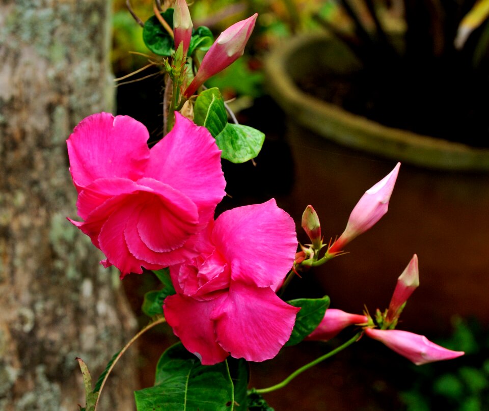 Tropical garden floral