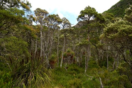 Dove Lake Circuit Walking Track, Cradle Mountain - Lake St Clair National Park 44