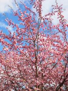 Flower tree japanese cherry trees spring photo