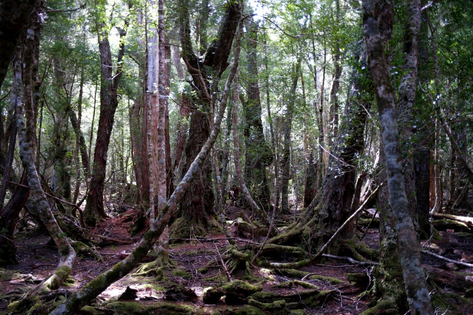 Dove Lake Circuit Walking Track, Cradle Mountain - Lake St Clair National Park 62