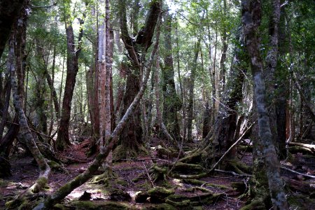 Dove Lake Circuit Walking Track, Cradle Mountain - Lake St Clair National Park 62