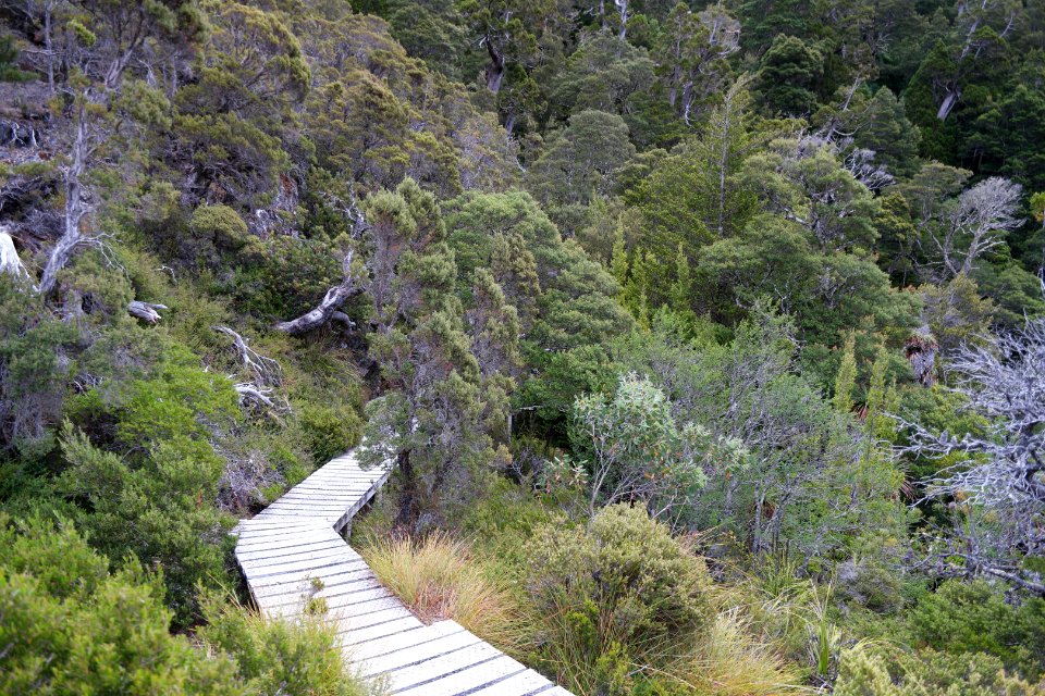 Dove Lake Circuit Walking Track, Cradle Mountain - Lake St Clair National Park 51