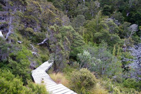 Dove Lake Circuit Walking Track, Cradle Mountain - Lake St Clair National Park 51