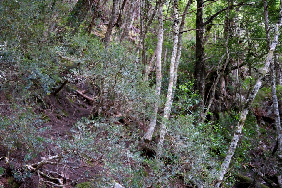 Dove Lake Circuit Walking Track, Cradle Mountain - Lake St Clair National Park 54