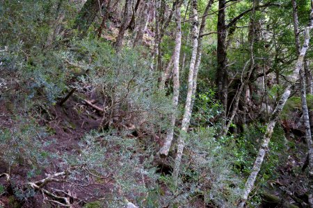 Dove Lake Circuit Walking Track, Cradle Mountain - Lake St Clair National Park 54
