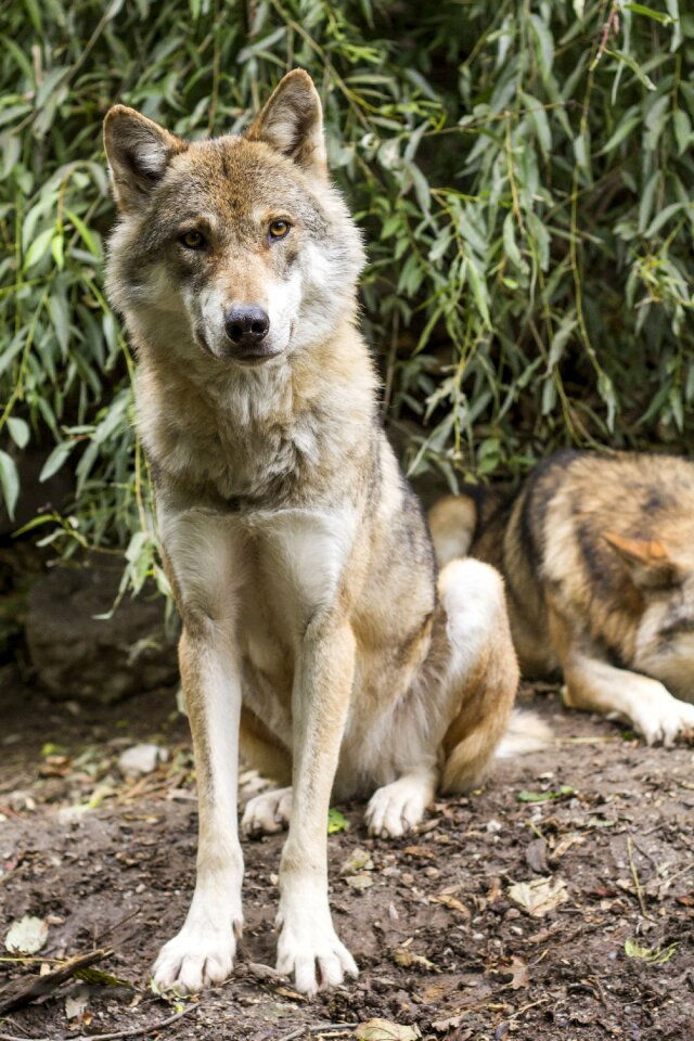 Predator pack two wolves