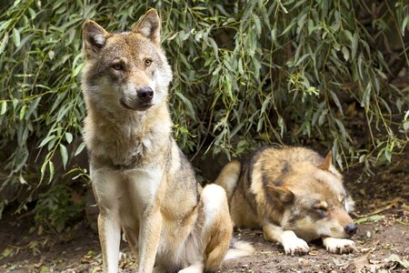 Predator pack two wolves
