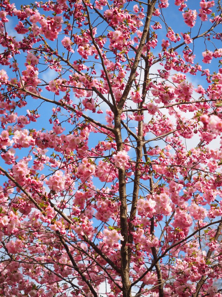 Flower tree japanese cherry trees spring