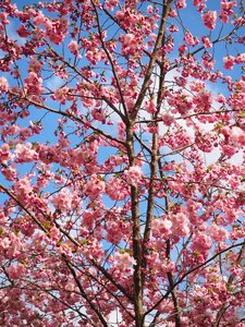 Flower tree japanese cherry trees spring