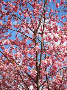 Flower tree japanese cherry trees spring photo