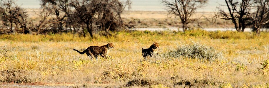 Namibia africa safari photo