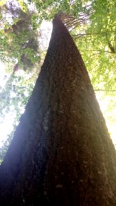 Douglasie (Höchster Baum im Odenwald) 02 photo
