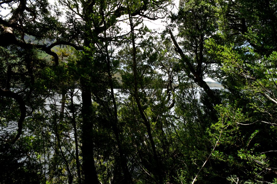 Dove Lake Circuit Walking Track, Cradle Mountain - Lake St Clair National Park 20