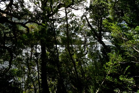 Dove Lake Circuit Walking Track, Cradle Mountain - Lake St Clair National Park 20