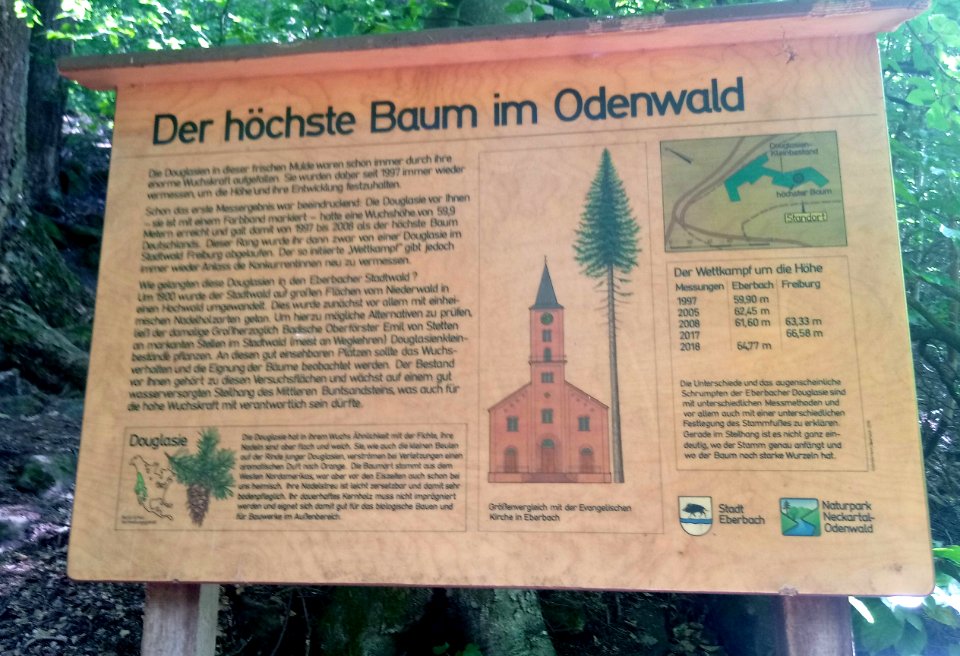 Douglasie (Höchster Baum im Odenwald) 04 Infoboard