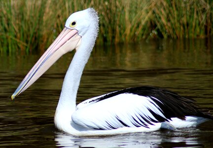 Water pelican wildlife