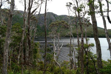 Dove Lake Circuit Walking Track, Cradle Mountain - Lake St Clair National Park 22