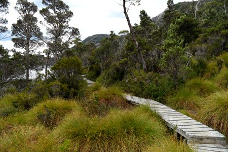 Dove Lake Circuit Walking Track, Cradle Mountain - Lake St Clair National Park 31