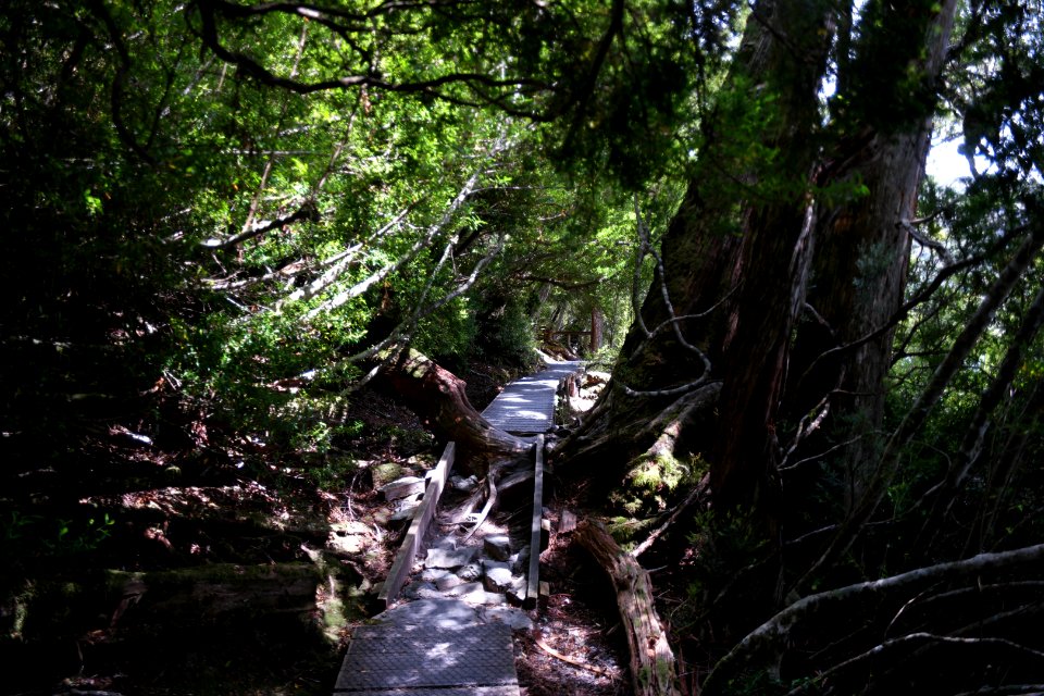 Dove Lake Circuit Walking Track, Cradle Mountain - Lake St Clair National Park 19