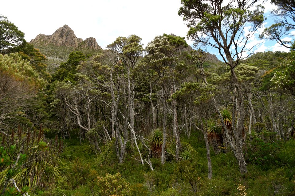 Dove Lake Circuit Walking Track, Cradle Mountain - Lake St Clair National Park 45