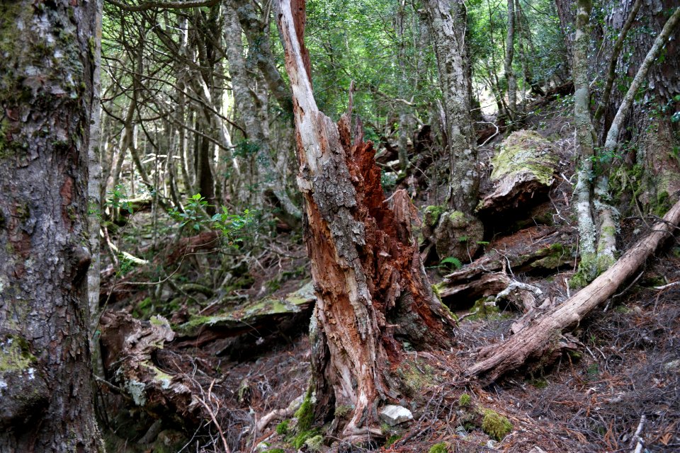 Dove Lake Circuit Walking Track, Cradle Mountain - Lake St Clair National Park 55