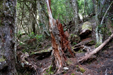 Dove Lake Circuit Walking Track, Cradle Mountain - Lake St Clair National Park 55