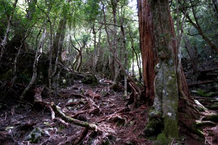 Dove Lake Circuit Walking Track, Cradle Mountain - Lake St Clair National Park 52