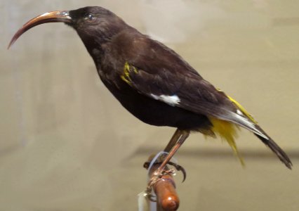 Drepanis pacifica (Hawaii Mamo), Bishop Museum, Honolulu