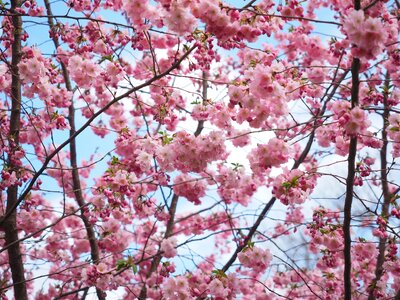 Flower tree japanese cherry trees spring photo