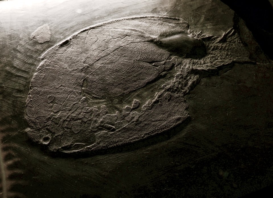 Drepanaspis Musée des Confluences 18102015 1