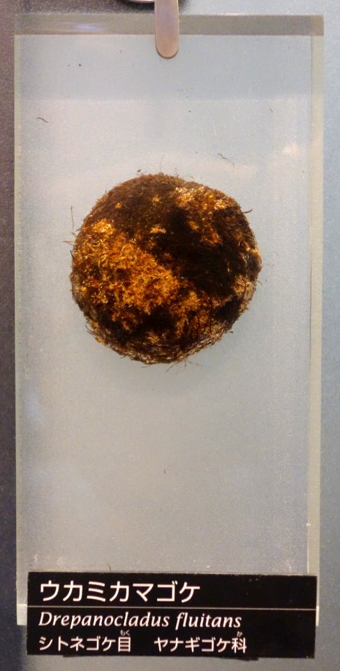 Drepanocladus fluitans - National Museum of Nature and Science, Tokyo - DSC06831