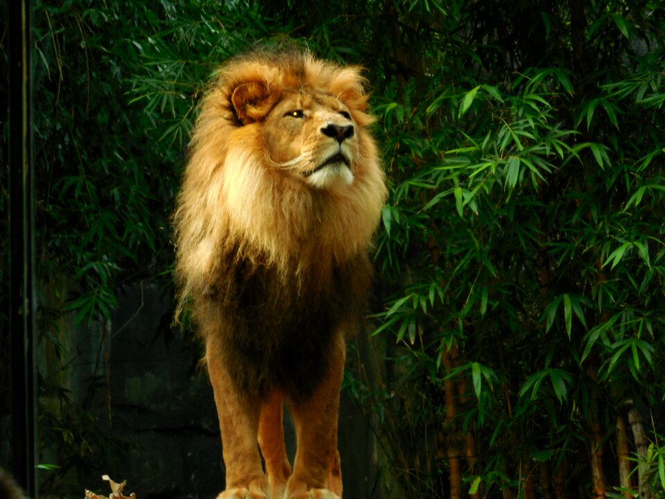 Wildlife predator nature