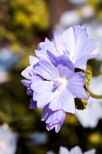 Blossom bloom blue blossom