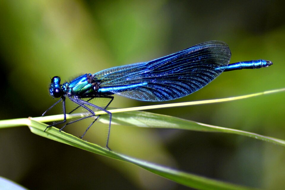 Nature close up macro photo