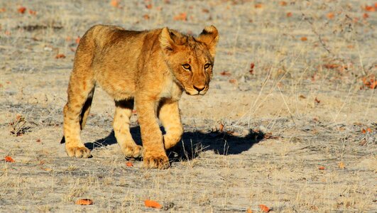 Africa safari lion cub photo