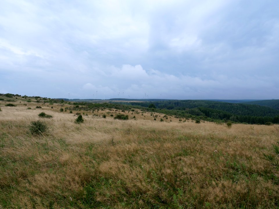 Dreiborner Hochfläche between Müsauelsberg and Leykaul in September 2019 10
