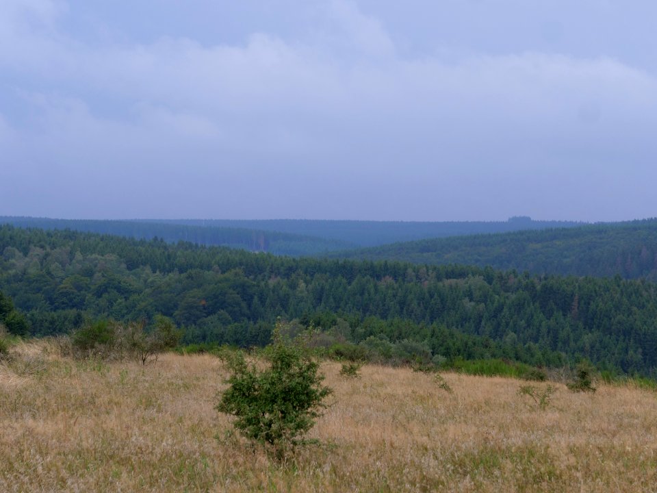 Dreiborner Hochfläche between Müsauelsberg and Leykaul in September 2019 01