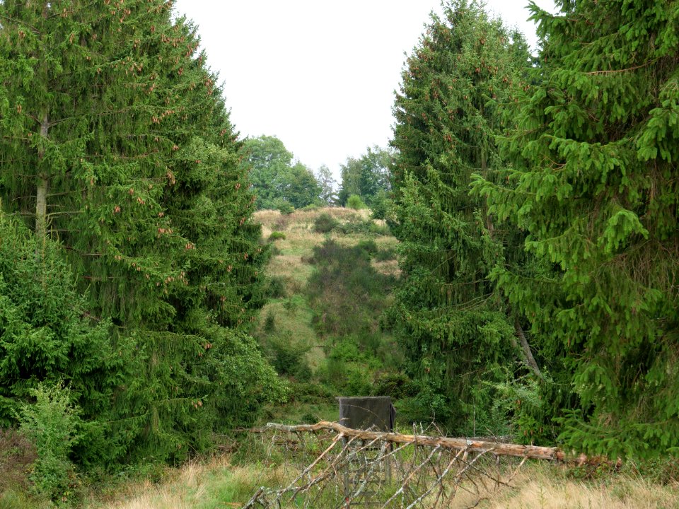 Dreiborner Hochfläche in September 2019 26