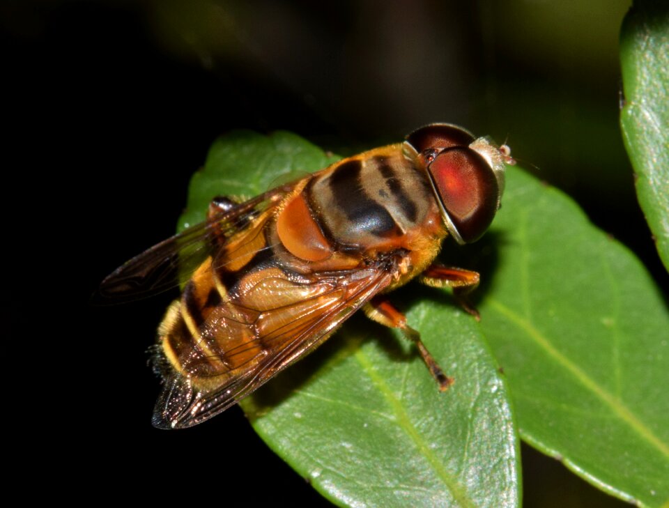 Flower fly insect syrphid
