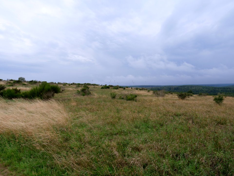 Dreiborner Hochfläche between Müsauelsberg and Leykaul in September 2019 02