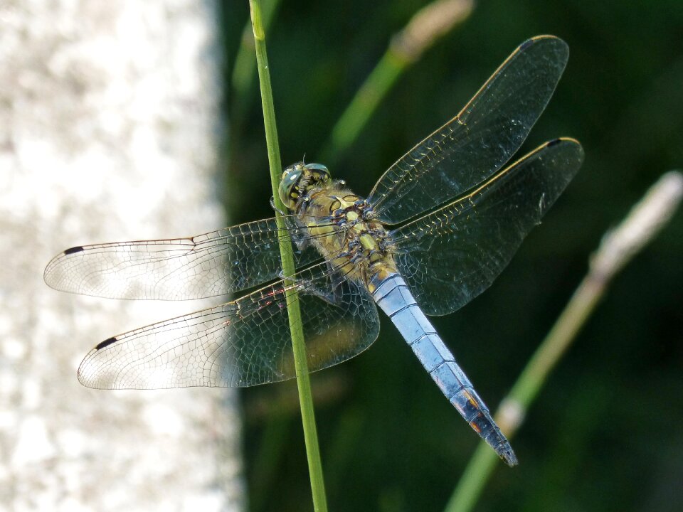 Wetland blue dragonfly orthetrum cancellatum